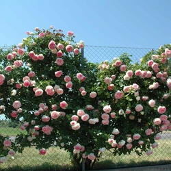 1 Guanto da potatura di rose esemplari di Gardens